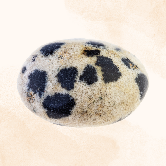 Dalmatian Jasper